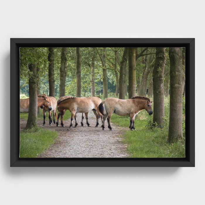 Przewalski's horses Framed Canvas