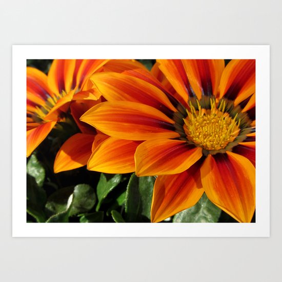 Gazania Art Print