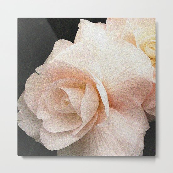 Pale Pink Begonia Metal Print