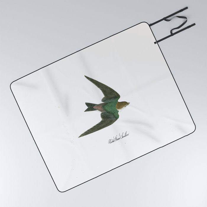 Audubon - Bird of america - violet green swallow 1 Picnic Blanket