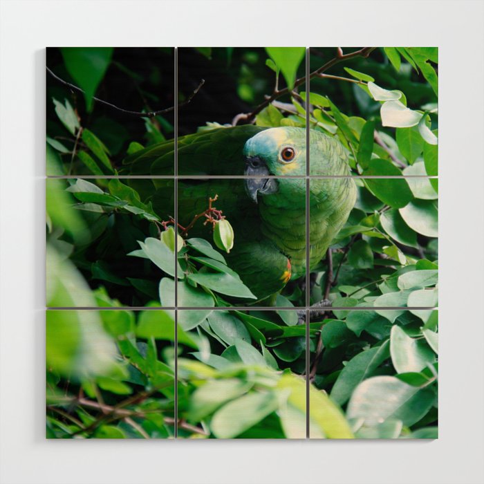 Brazil Photography - Green Parrot Camouflaged In The Green Leaves Wood Wall Art