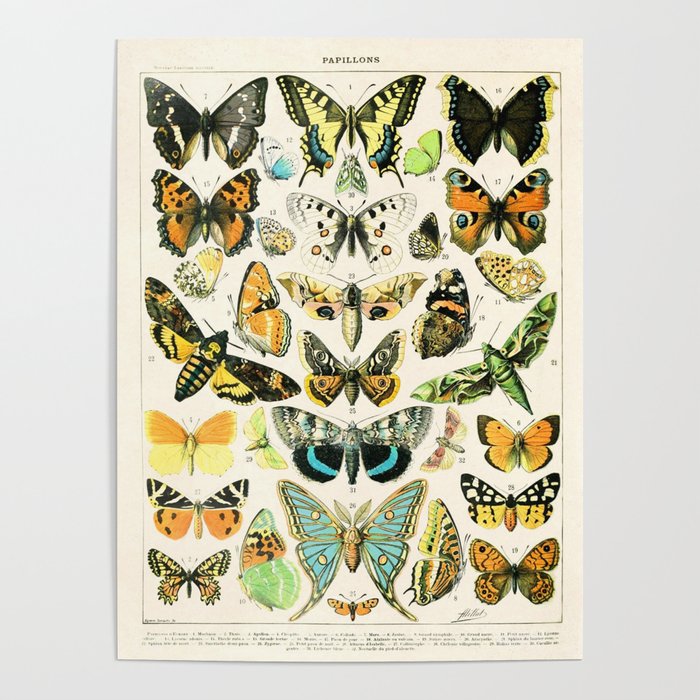 Papillon Vintage French Butterfly Chart By Adolphe Millot Poster