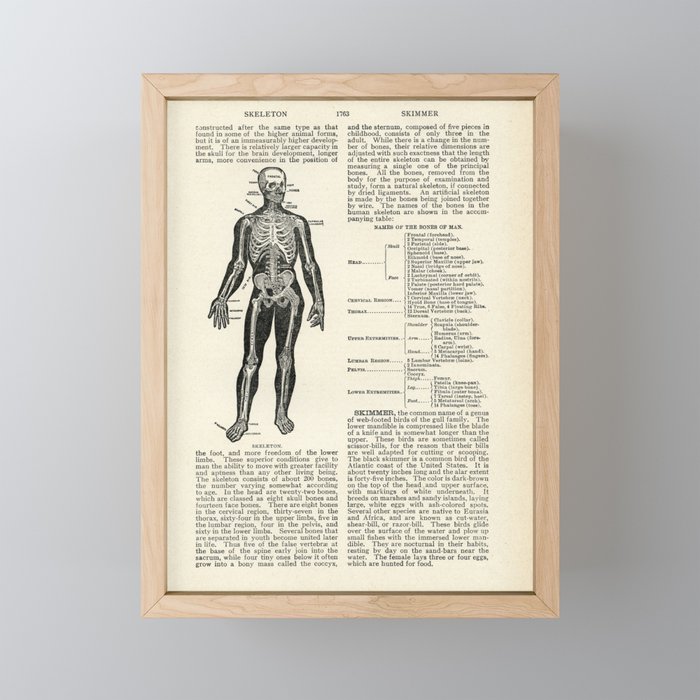 Vintage Dictionary Page Anatomy Skeleton  Framed Mini Art Print