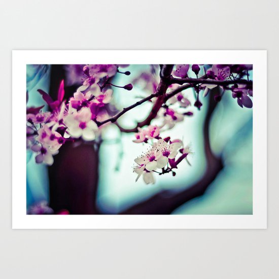 cherry blossom Art Print