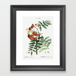 Mountain ash (Sorbus aucuparia) from Traité des Arbres et Arbustes que l’on cultive en France en ple Framed Art Print