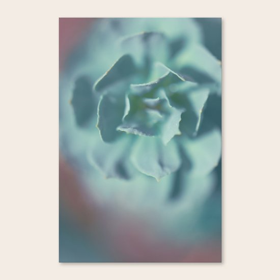 Succulent Canvas Print
