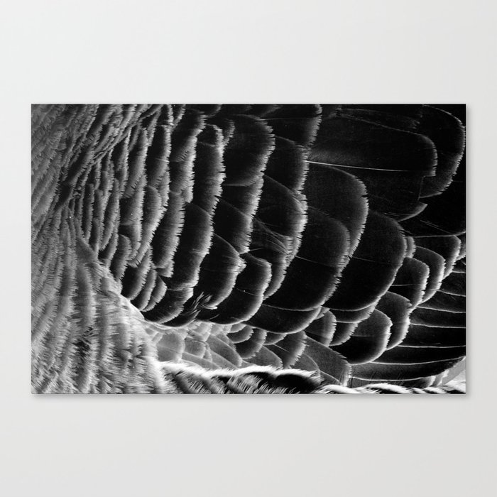 Feathers in black and white | Greylag goose feather texture Canvas Print