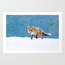 Fox in winter. Red fox, Vulpes vulpes, sniffs about prey on forest meadow in snowfall. Orange fur coat animal hunting in snow. Fox in winter nature. Wildlife scene. Habitat Europe, Asia, North America Art Print