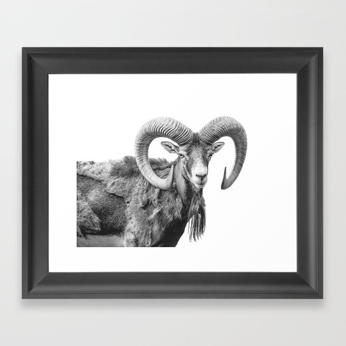 Animal Photography | Mountain Goat | Minimalism Art Framed Art Print