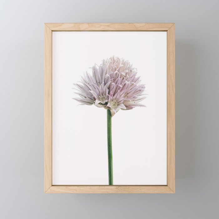 Flowering chives on a white background - minimalist wall art for home decor Framed Mini Art Print