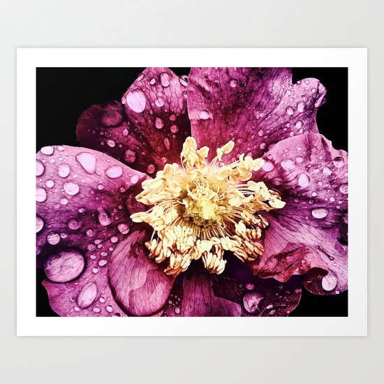 Raindrops On Deep Pink Bloom Art Print