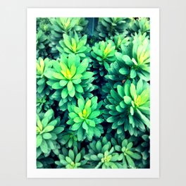 Actual Spurges Art Print | Leaves, Digital, Digital Manipulation, Plant, Pretty, Garden, Nature, Color, Green, Photo 