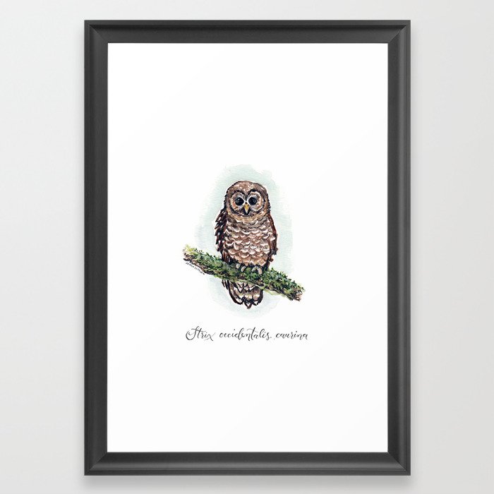 Northern Spotted Owl Illustration Framed Art Print