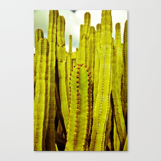 E. canariensis Canvas Print