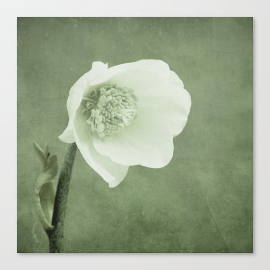 silent hope Canvas Print