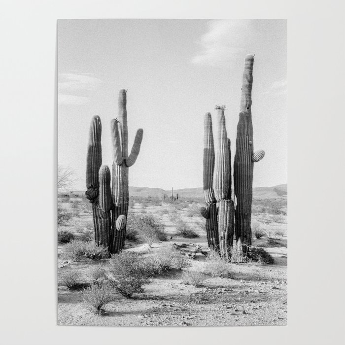 Black and White Saguaros Poster