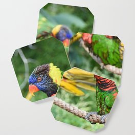 Parrots Coaster