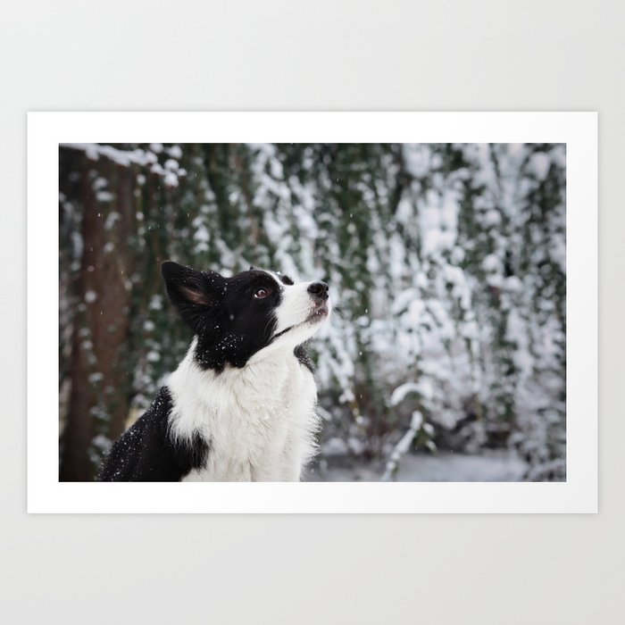 Border Collie Dog with Smooth Collie Dog available as Framed Prints,  Photos, Wall Art and Photo Gifts