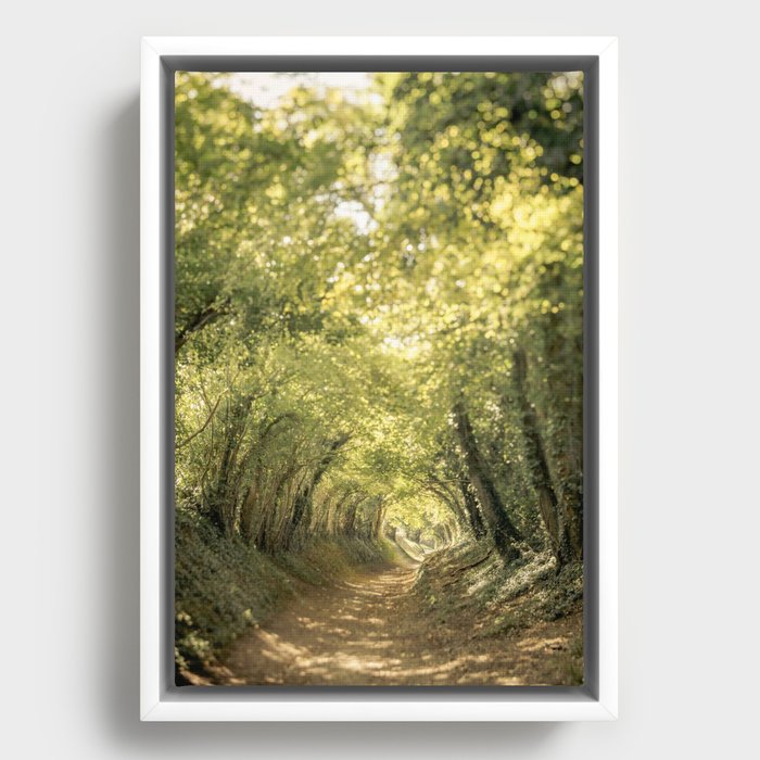 Tunnel of Trees Summer Series #3 Framed Canvas