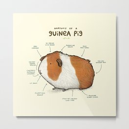 Anatomy of a Guinea Pig Metal Print