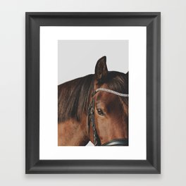 Bay Dressage Pony Portriat on a White Background Framed Art Print