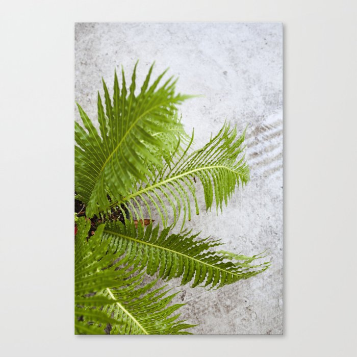 Fern Detail  |  The Houseplant Collection Canvas Print