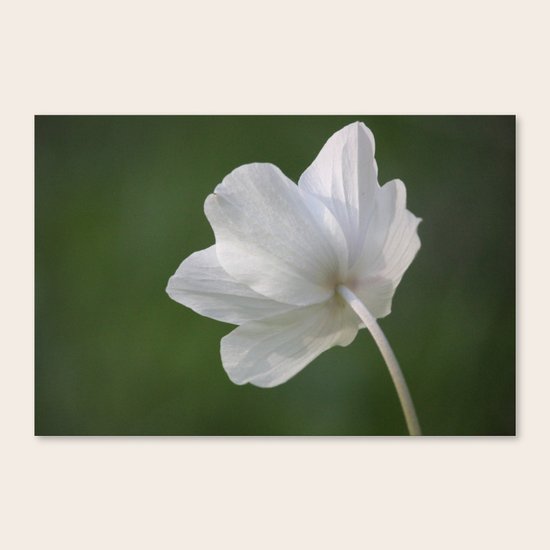 Soul Purity Canvas Print