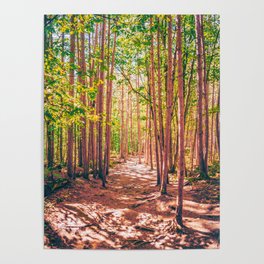 Forest Hiking Minnesota Poster