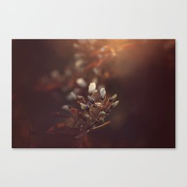 Fine art print Photography sunset nature Canvas Print