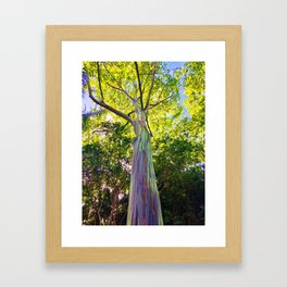 Rainbow Eucalyptus Trees Framed Art Print
