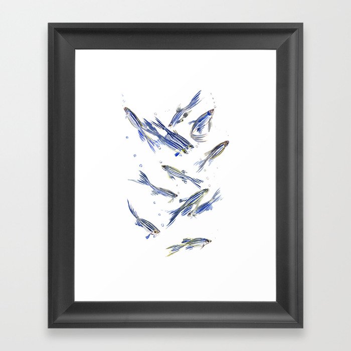 Fish art Danio zebra fish, gray-blue aquatic beach home decor Framed Art Print