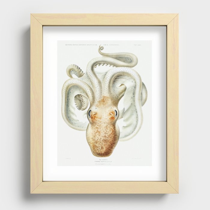 Velodona octopus illustration from Deutschen Tiefsee-Expedition, German Deep Sea Expedition 1898–189 Recessed Framed Print