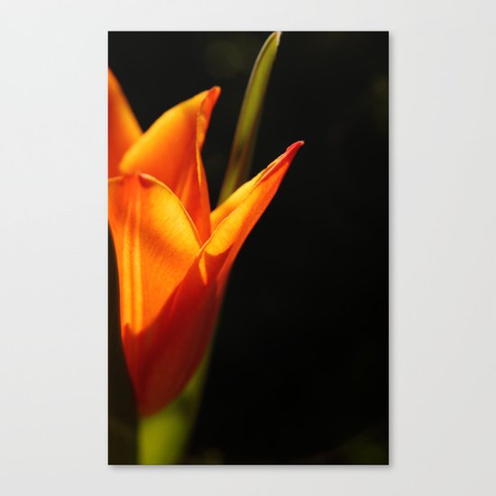 tulip, flower, warm light Canvas Print
