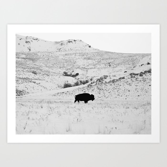 Black and White Bison Art Print