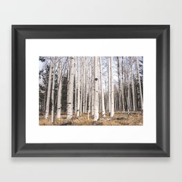 Trees of Reason - Birch Forest Framed Art Print
