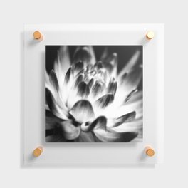 Dramatic Black And White Dahlia Floating Acrylic Print