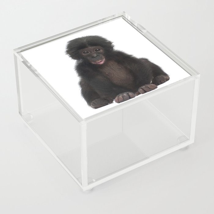 Bonobo Monkey Acrylic Box