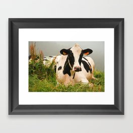 Holstein cow facing camera Framed Art Print