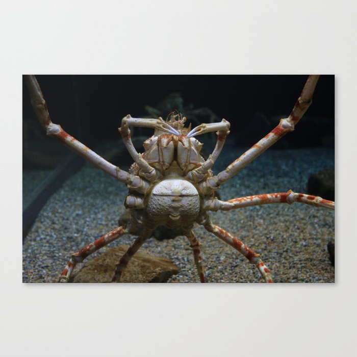 Alaskan King Crab Canvas Print