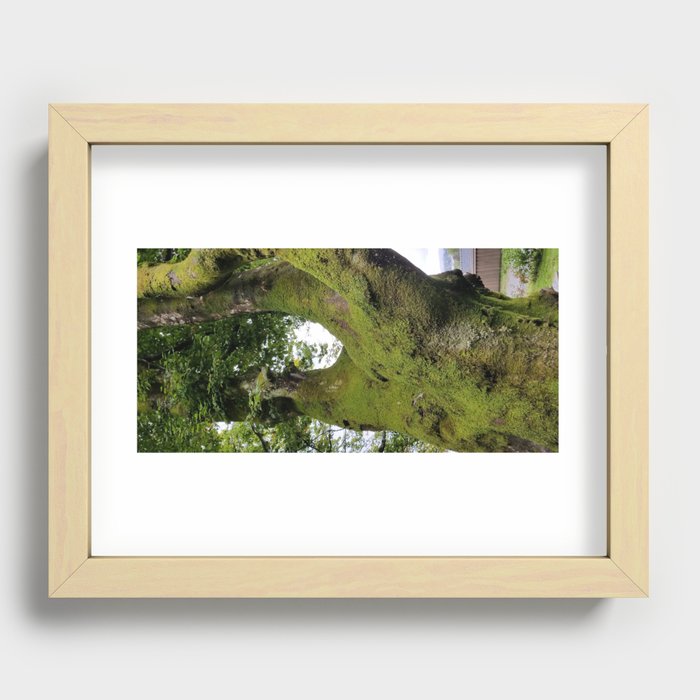 moss or tree? Recessed Framed Print