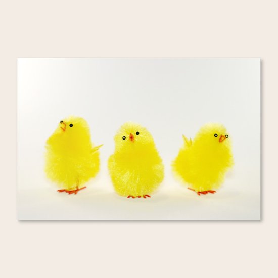Chicks Canvas Print
