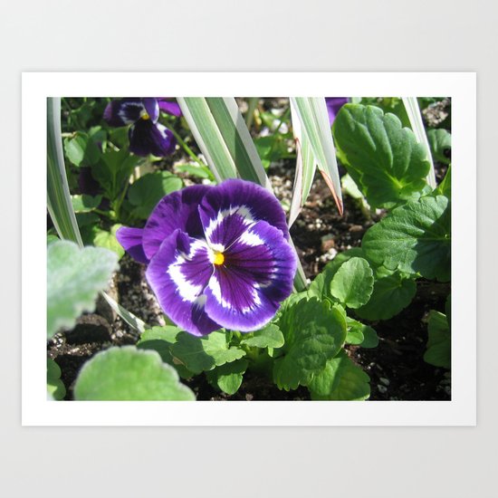 purple pansy Art Print