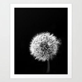 Black and White Dandelion Art Print
