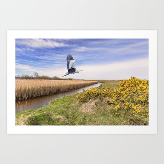 The hungry Heron Art Print