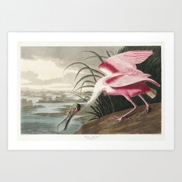 Roseate Spoonbill from Birds of America (1827) by John James Audubon, etched by William Home Lizars. Art Print