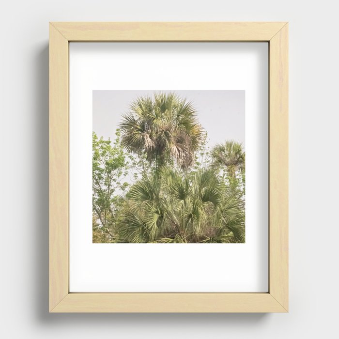 palm trees  Recessed Framed Print