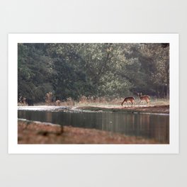 Fallow deer in fairy tale landscape | photoprint wildlife | national park netherlands  Art Print