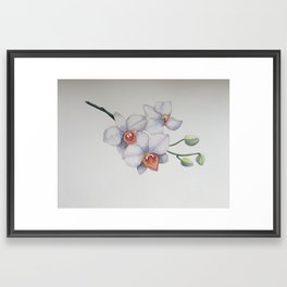 White Orchidee Orchids Botanical Illustration Print Framed Art Print