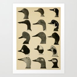 Vintage Duck Heads Art Print | Gifts, Antique, Print, Black And White, Ducks, Showercurtain, Weird, Taxidermy, Home, Photo 