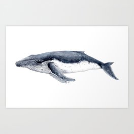 Humpback whale (Megaptera novaeangliae) Art Print